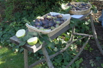 FoodSwap8